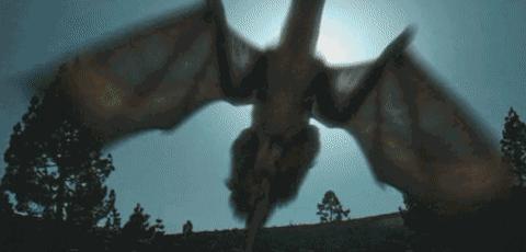 世界上有没有龙的存在真实视频,如果龙真的存在世界会怎么样