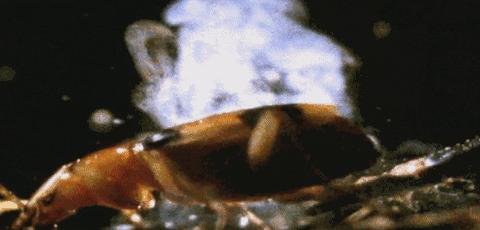 世界上有没有龙的存在真实视频,如果龙真的存在世界会怎么样