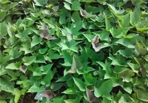 四川农村常见野菜大全,四川的野菜根本吃不完你见过几种