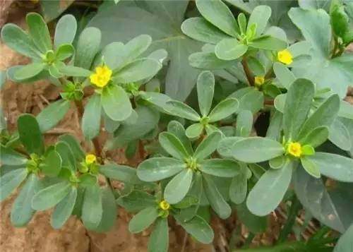 四川农村常见野菜大全,四川的野菜根本吃不完你见过几种