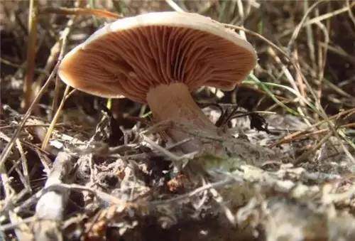 四川农村常见野菜大全,四川的野菜根本吃不完你见过几种