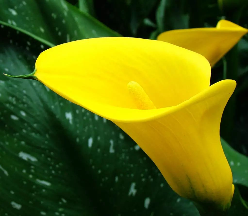 珍稀马蹄莲,如何让马蹄莲一年四季都活着