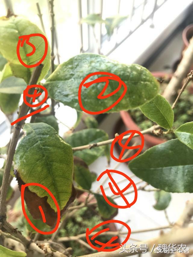 桂花红蜘蛛病虫害很严重如何救治,桂花树叶背面白色病虫害防治