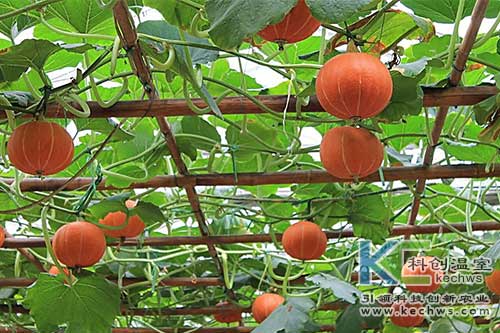 观赏南瓜怎么做,观赏南瓜的养殖方法和注意事项
