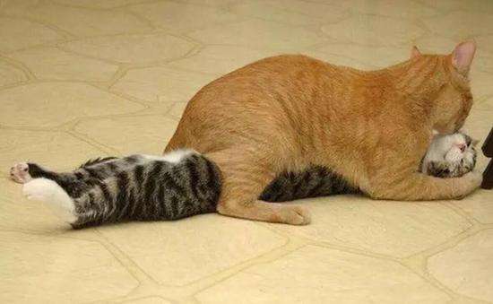 这些有趣的动物冷知识你知道吗,动物有哪些让人震惊的冷知识