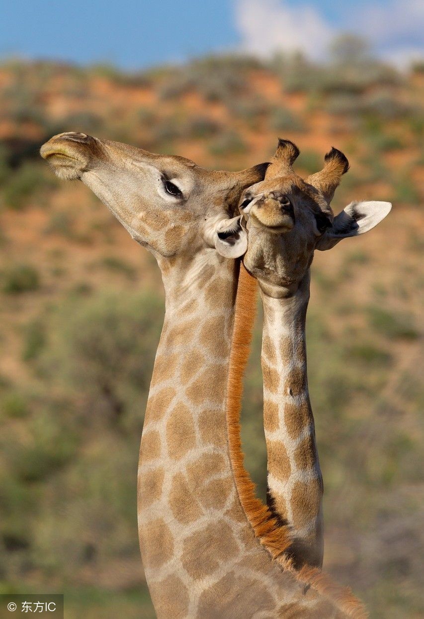 这些有趣的动物冷知识你知道吗,动物有哪些让人震惊的冷知识