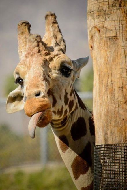这些有趣的动物冷知识你知道吗,动物有哪些让人震惊的冷知识