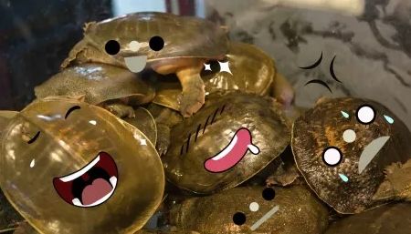 这家餐厅怎么做的如此火爆,这家餐厅的菜品丰富多样