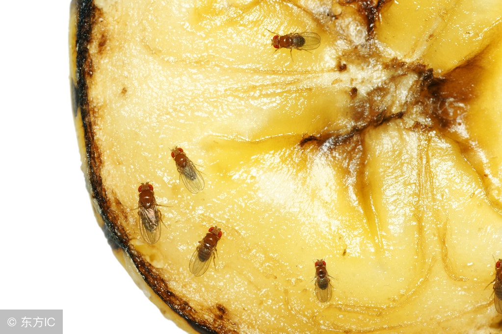 苍蝇多了咋灭,苍蝇太多怎么搞才能弄死它