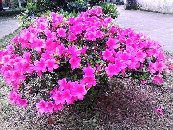 怎么养好杜鹃花的视频教程,杜鹃花枝繁叶茂但是就是不开花