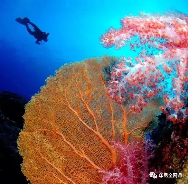 印尼有哪些特产可以带回国的,去印尼可以带什么吃的