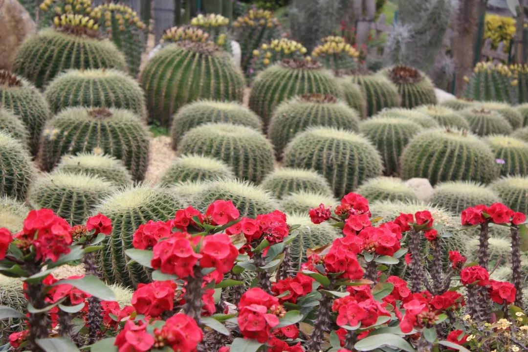 厦门鼓浪屿三日两夜亲子游,厦门鼓浪屿旅游一家三口攻略