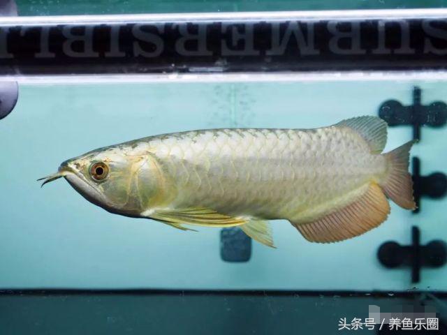 古典过背金龙鱼黑底透缸饲养,十公分的小金龙鱼该如何饲养