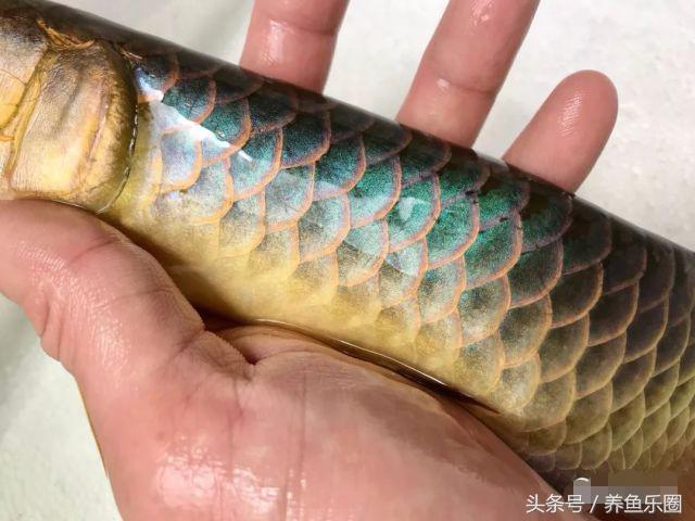 古典过背金龙鱼黑底透缸饲养,十公分的小金龙鱼该如何饲养