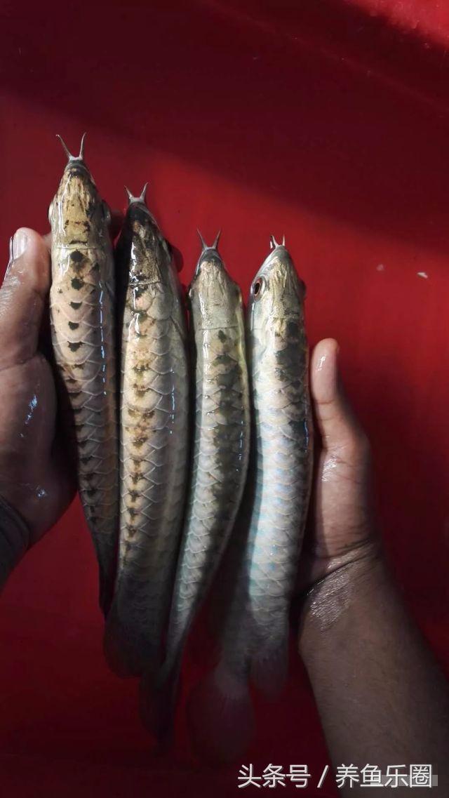 古典过背金龙鱼黑底透缸饲养,十公分的小金龙鱼该如何饲养