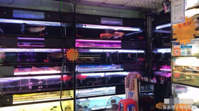 古典过背金龙鱼黑底透缸饲养,十公分的小金龙鱼该如何饲养