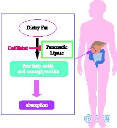每日一药之阿普唑仑,每日一药讲解视频