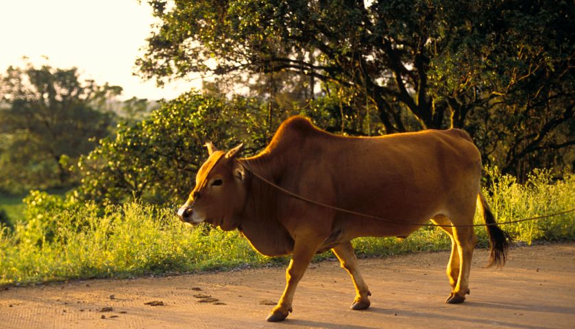 出国自由行注意事项,为了出国旅游而出国