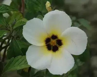 100种象征着爱情的花的花语,满天星花有几种颜色对应的花语