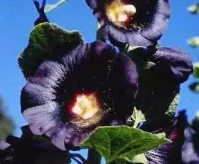 100种象征着爱情的花的花语,满天星花有几种颜色对应的花语