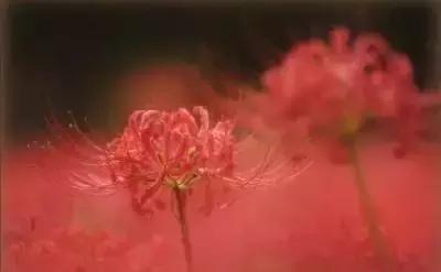 100种象征着爱情的花的花语,满天星花有几种颜色对应的花语