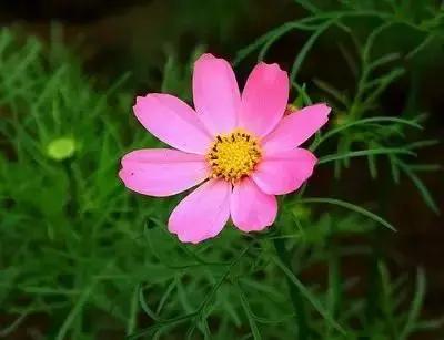 100种象征着爱情的花的花语,满天星花有几种颜色对应的花语