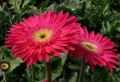 100种象征着爱情的花的花语,满天星花有几种颜色对应的花语