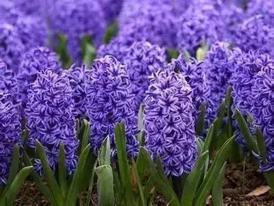 100种象征着爱情的花的花语,满天星花有几种颜色对应的花语