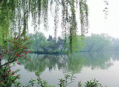 100种象征着爱情的花的花语,满天星花有几种颜色对应的花语