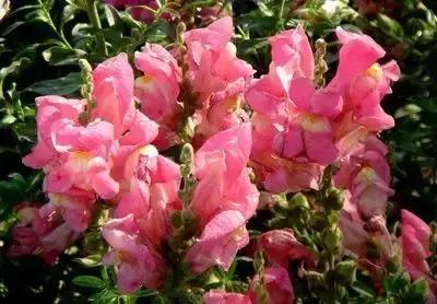 100种象征着爱情的花的花语,满天星花有几种颜色对应的花语