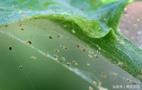 绿萝叶子发黄是什么原因怎么办,绿萝开始叶子发黄给他上什么肥料