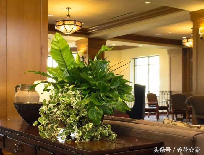 绿萝叶子发黄是什么原因怎么办,绿萝开始叶子发黄给他上什么肥料