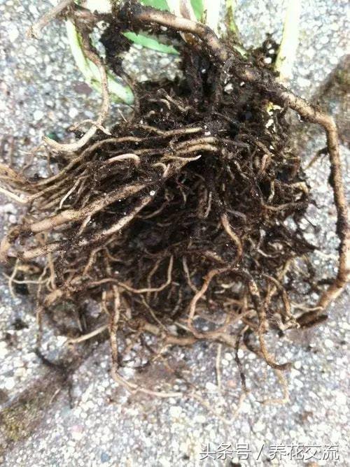 绿萝叶子发黄是什么原因怎么办,绿萝开始叶子发黄给他上什么肥料