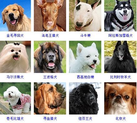常见的狗狗品种大全及图片,中国常见狗狗品种大全及图片