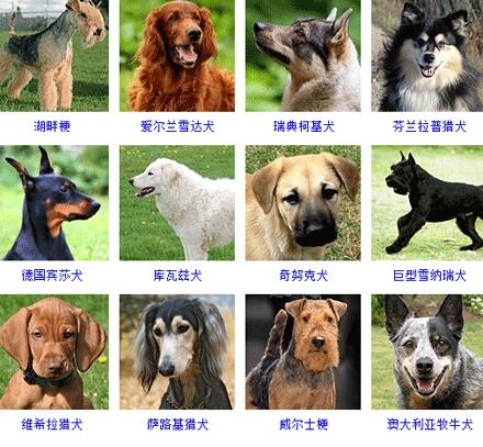 常见的狗狗品种大全及图片,中国常见狗狗品种大全及图片