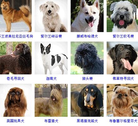 常见的狗狗品种大全及图片,中国常见狗狗品种大全及图片