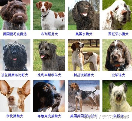 常见的狗狗品种大全及图片,中国常见狗狗品种大全及图片