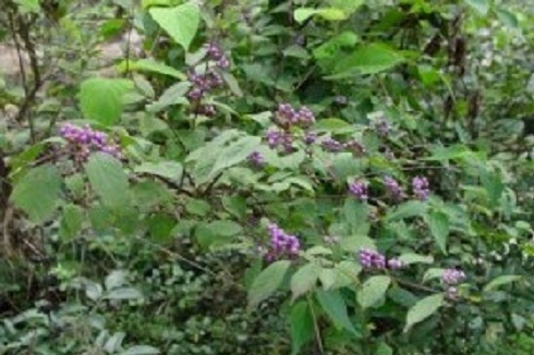 农村的野果有多少种和作用,农村的果子有什么用处