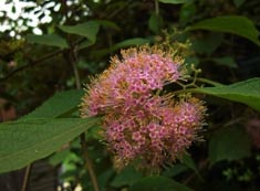 农村的野果有多少种和作用,农村的果子有什么用处