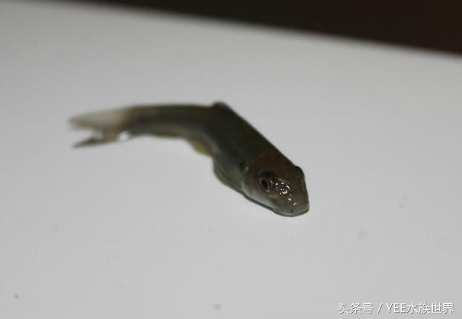 家里养几条鱼最有利于工作,家里养一群鱼