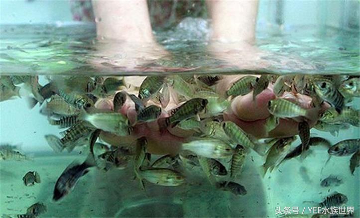 家里养几条鱼最有利于工作,家里养一群鱼