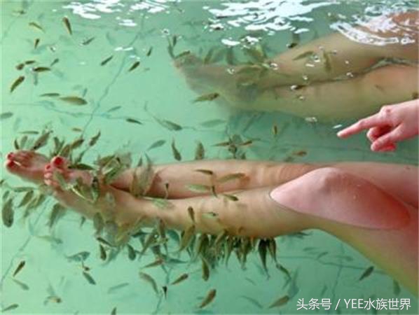 家里养几条鱼最有利于工作,家里养一群鱼