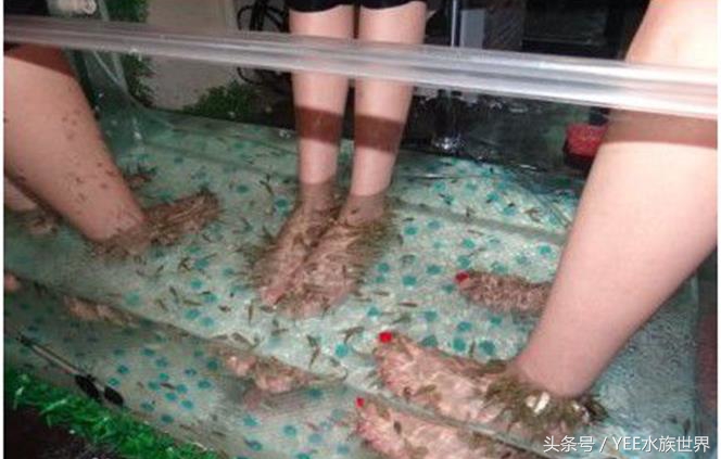 家里养几条鱼最有利于工作,家里养一群鱼