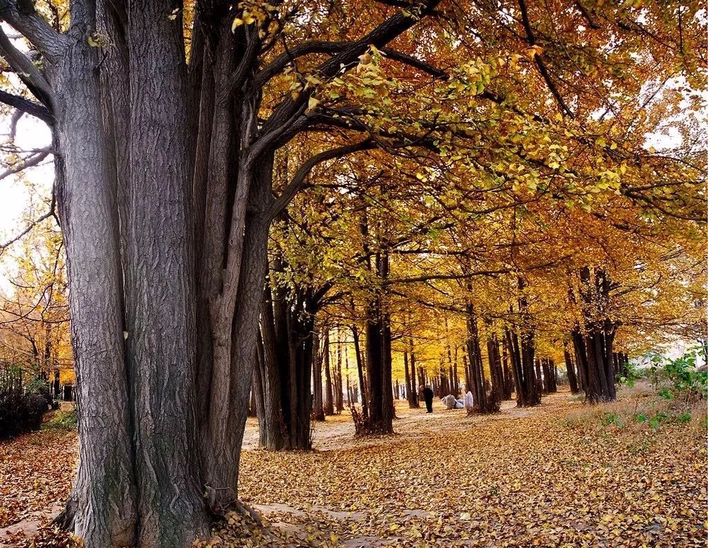 南平市的市花,福建省南平市市花