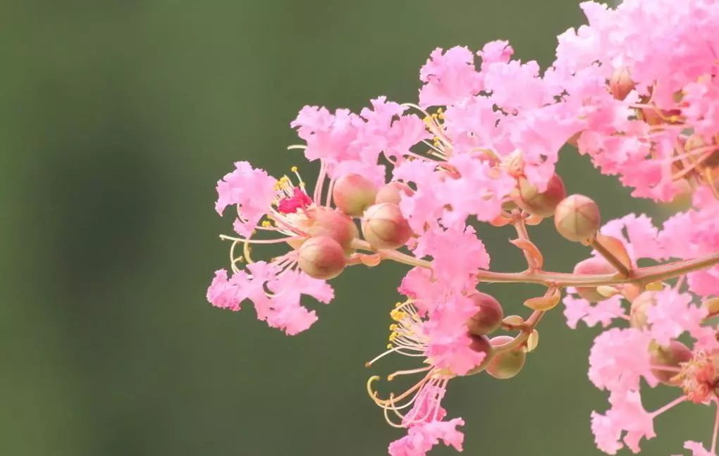 南平市的市花,福建省南平市市花
