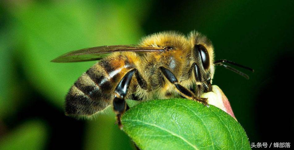 蜂子蜇人为什么其他蜂子也会蜇人,蜜蜂在什么情况下会蜇人