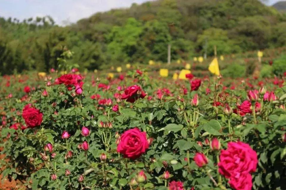 昆明国庆假期自驾游攻略,五一昆明最适合去的地方