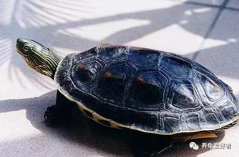 花龟腐皮怎么治疗最好,腐皮烂甲王花龟