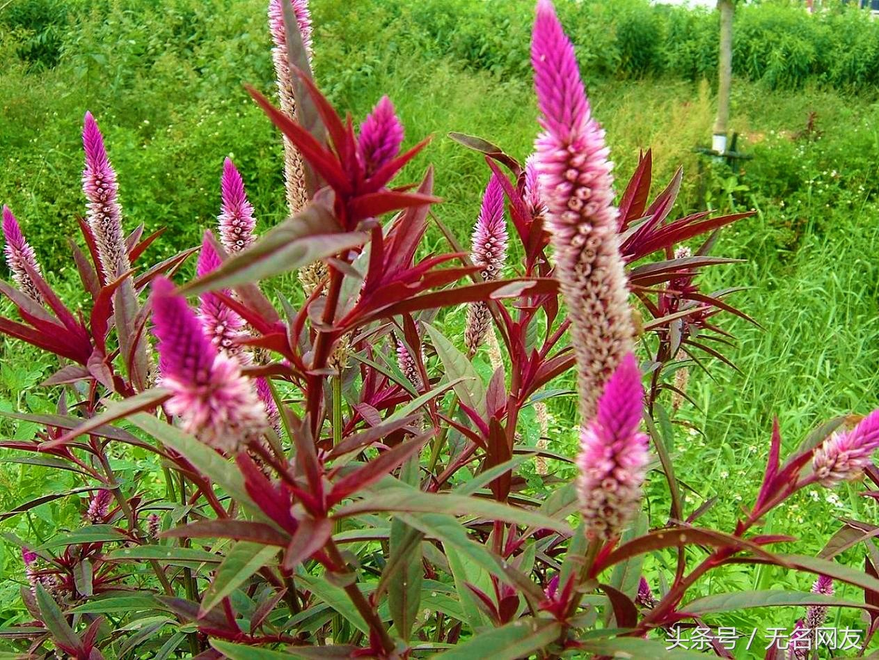 鸡毛掸子的功效,鸡毛掸子的药效