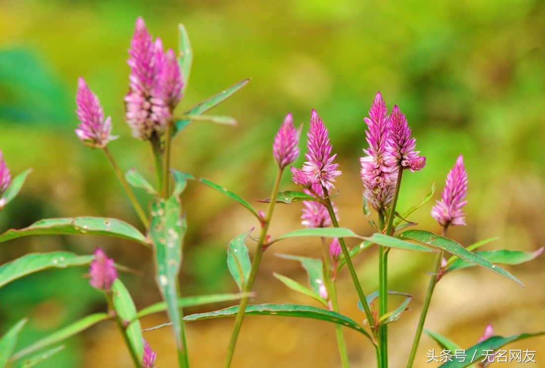 鸡毛掸子的功效,鸡毛掸子的药效